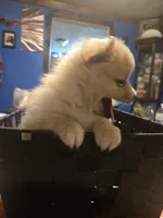 Goldie Bear, a female Pomeranian for sale in St. Louis, MO – 4 of 4
