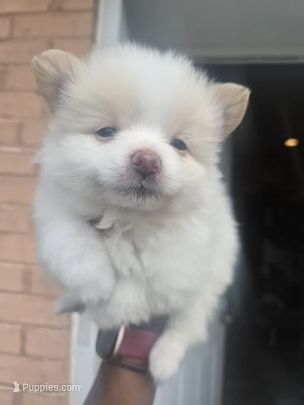 Snoh Bear – Pomeranian puppy for sale in St. Louis, MO