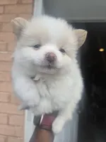 Snoh Bear, a male Pomeranian for sale in St. Louis, MO – 1 of 5