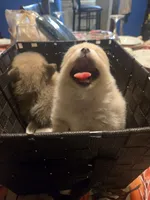 Goldie Bear, a female Pomeranian for sale in St. Louis, MO – 2 of 4