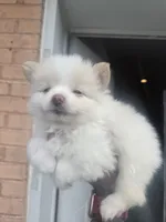Snoh Bear, a male Pomeranian for sale in St. Louis, MO – 2 of 5