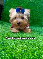 Blue Merle male , a male Yorkshire Terrier for sale in Pensacola, FL – 8 of 9