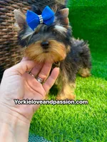 Tiny traditional male , a male Yorkshire Terrier for sale in Pensacola, FL – 9 of 10
