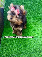 Xxsmall babydoll traditional female , a female Yorkshire Terrier for sale in Pensacola, FL – 7 of 10