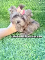 Xsmall black Merle female , a female Yorkshire Terrier for sale in Pensacola, FL – 6 of 10