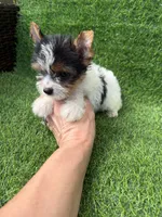 Parti female , a female Yorkshire Terrier for sale in Pensacola, FL – 6 of 10