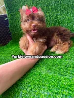 Chocolate female , a female Yorkshire Terrier for sale in Pensacola, FL – 7 of 10