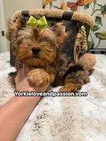 Blue Merle male , a male Yorkshire Terrier for sale in Pensacola, FL – 9 of 10