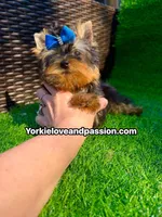 Tiny traditional male , a male Yorkshire Terrier for sale in Pensacola, FL – 2 of 10