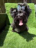 Solid black male, a male Yorkshire Terrier for sale in Pensacola, FL – 9 of 10