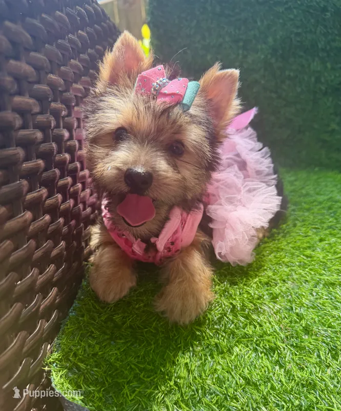 Moly traditional female  – Yorkshire Terrier puppy for sale in Pensacola, FL