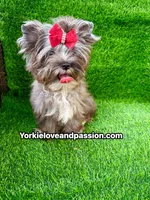 Black Merle female , a female Yorkshire Terrier for sale in Pensacola, FL – 4 of 10