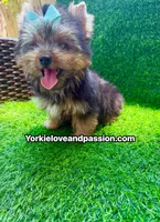 Xsmall traditional male , a male Yorkshire Terrier for sale in Pensacola, FL – 7 of 10
