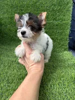 Parti female , a female Yorkshire Terrier for sale in Pensacola, FL – 4 of 10