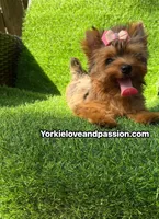 Blue Merle female , a female Yorkshire Terrier for sale in Pensacola, FL – 9 of 10