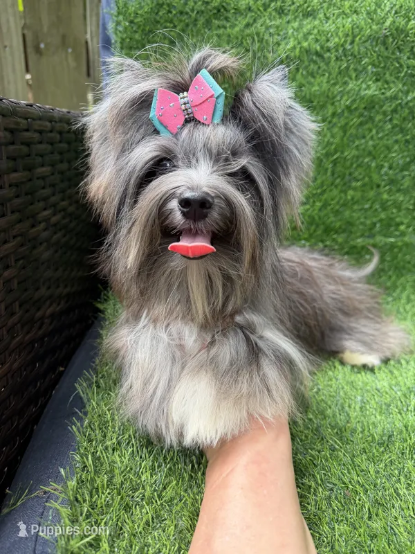 black Merle tweed female  – Yorkshire Terrier puppy for sale in Pensacola, FL