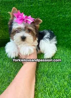 Small Parti female , a female Yorkshire Terrier for sale in Pensacola, FL – 6 of 10