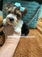 Parti male , a male Yorkshire Terrier for sale in Pensacola, FL – Photo 5 of 6