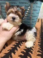 Parti male , a male Yorkshire Terrier for sale in Pensacola, FL – 10 of 10