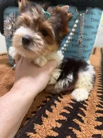 Parti male , a male Yorkshire Terrier for sale in Pensacola, FL – 8 of 10