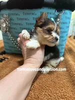 Parti male , a male Yorkshire Terrier for sale in Pensacola, FL – Photo 3 of 6