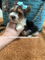 Parti male , a male Yorkshire Terrier for sale in Pensacola, FL – Photo 2 of 6