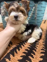 Parti male , a male Yorkshire Terrier for sale in Pensacola, FL – 9 of 10