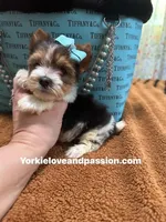 Parti male , a male Yorkshire Terrier for sale in Pensacola, FL – Photo 4 of 6