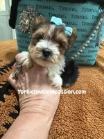 Parti male , a male Yorkshire Terrier for sale in Pensacola, FL – Photo 6 of 6