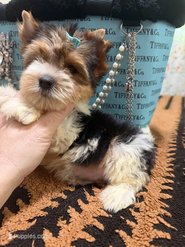 Parti male  – Yorkshire Terrier puppy for sale in Pensacola, FL