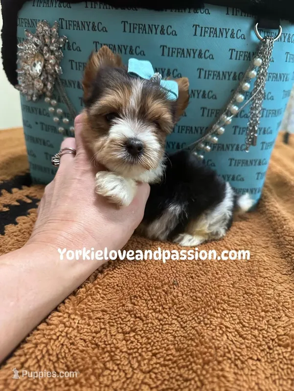Parti male  – Yorkshire Terrier puppy for sale in Pensacola, FL