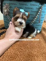 Parti male , a male Yorkshire Terrier for sale in Pensacola, FL – Photo 1 of 6
