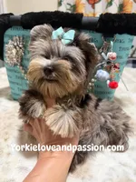 Silver Merle male , a male Yorkshire Terrier for sale in Pensacola, FL – 3 of 6