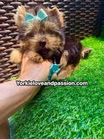 Xsmall traditional male , a male Yorkshire Terrier for sale in Pensacola, FL – 4 of 10
