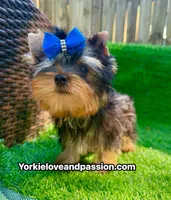 Tiny traditional male , a male Yorkshire Terrier for sale in Pensacola, FL – 8 of 10