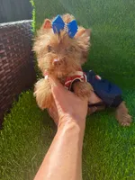Chocolate male , a male Yorkshire Terrier for sale in Pensacola, FL – 5 of 9