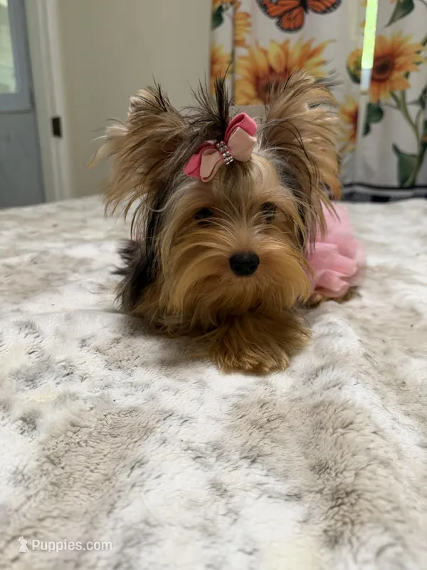 Small blue  Merle female , a female Yorkshire Terrier for sale in Pensacola, FL – 1 of 10