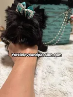 Small black male , a male Yorkshire Terrier for sale in Pensacola, FL – 9 of 10