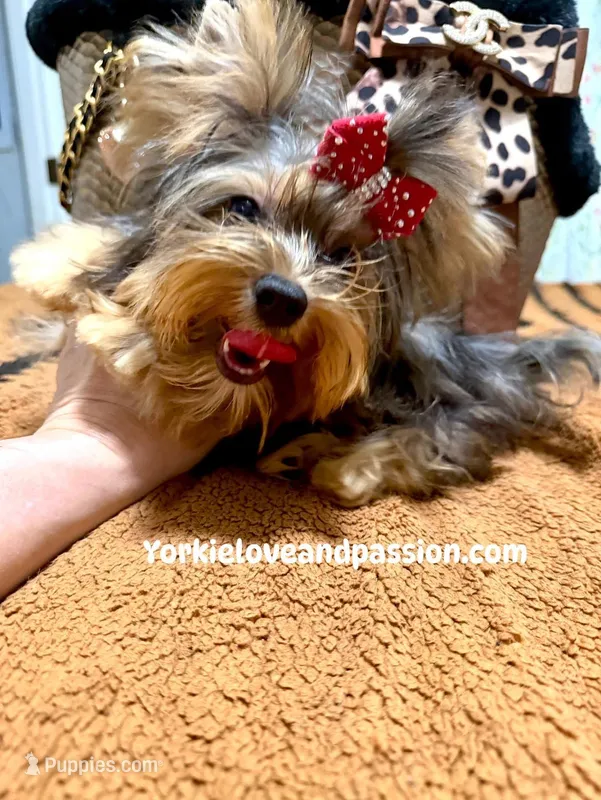 Blue Merle female  – Yorkshire Terrier puppy for sale in Pensacola, FL