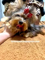 Blue Merle female , a female Yorkshire Terrier for sale in Pensacola, FL – 1 of 9