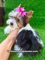 Small Parti female , a female Yorkshire Terrier for sale in Pensacola, FL – 7 of 10