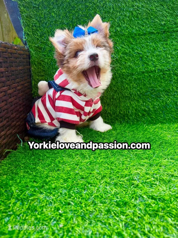 Parti Merle male  – Yorkshire Terrier puppy for sale in Pensacola, FL