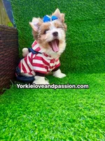 Parti Merle male , a male Yorkshire Terrier for sale in Pensacola, FL – 1 of 9