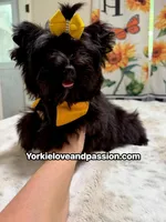 Solid black male, a male Yorkshire Terrier for sale in Pensacola, FL – 3 of 6