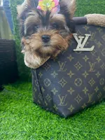 Babydoll traditional female , a female Yorkshire Terrier for sale in Pensacola, FL – 9 of 10