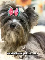 black Merle tweed female , a female Yorkshire Terrier for sale in Pensacola, FL – 2 of 9