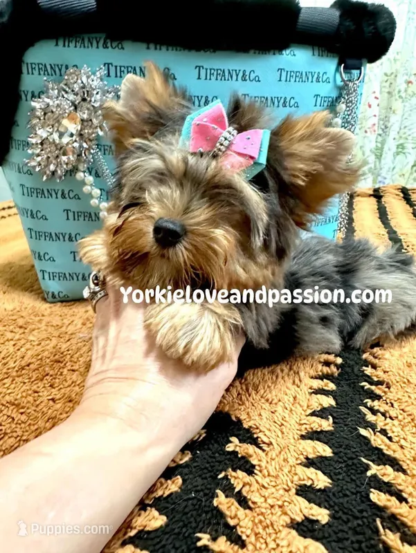 Blue Merle female  – Yorkshire Terrier puppy for sale in Pensacola, FL