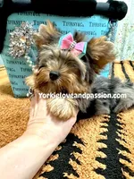Blue Merle female , a female Yorkshire Terrier for sale in Pensacola, FL – Photo 1 of 10