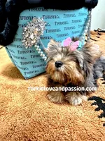 Blue Merle female , a female Yorkshire Terrier for sale in Pensacola, FL – Photo 10 of 10