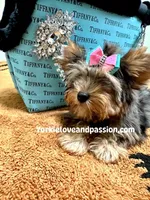 Blue Merle female , a female Yorkshire Terrier for sale in Pensacola, FL – Photo 4 of 10